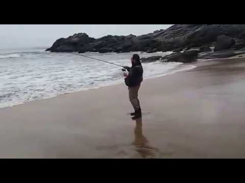 download lagu mp3 mp4 Corvina Chilena, download lagu Corvina Chilena gratis, unduh video klip Corvina Chilena