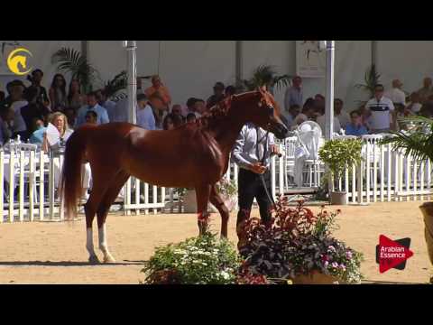 N.109 MAGNUMS VOLCAN K.A. - MENTON 2017 - Colts 3 years old (Class 8)