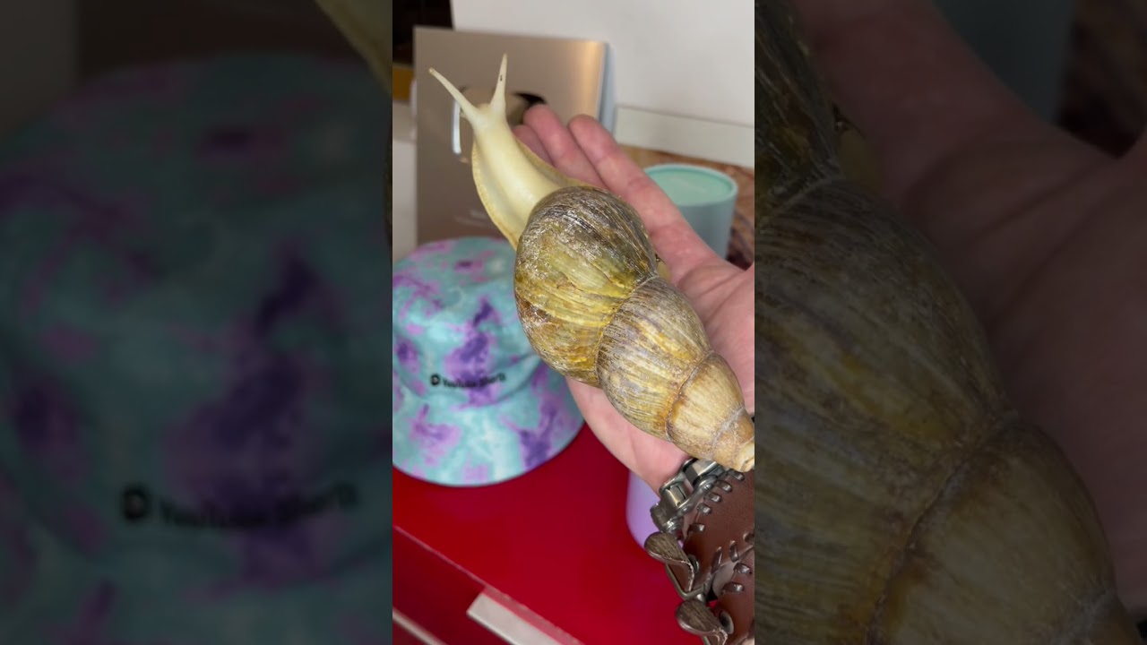 gigantic insects ! #bug #insect #animals #shortswithzita #rock_n_insectes