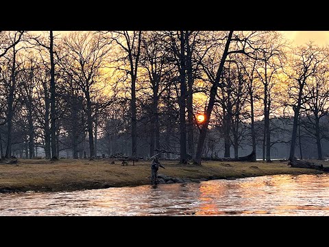 River Em Opening Days 2022 – Fight for the Wild Baltic Salmon & Sea Trout