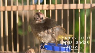 #52 飛び立つ  | Lepas Landas / その後のヒヨドリ【Bali Vlog】#バリ島暮らし