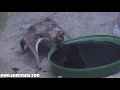 Philadelphia Zoo Vampire Bat Coming and Going (no audio)