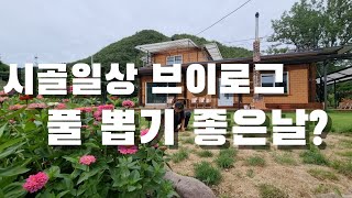 [시골일상 브이로그] 사서하는 고생일까? 잡초뽑기를 취미로..