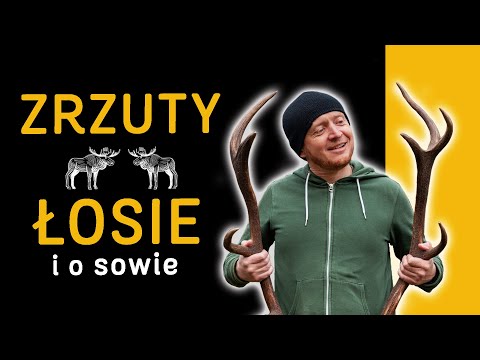 Zrzuty - Jak odpadają? 🦌 Łosie - Ile ich jest i jak się zachować 🦉 + Sowa - Napisy  🇵🇱 - o Lesie #48