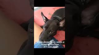 Blake desperately needs a home of his very own! Blake desperately needs a home of his very own!