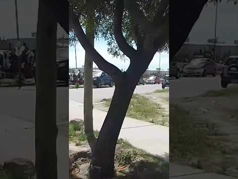 Patagones Buenos Aires