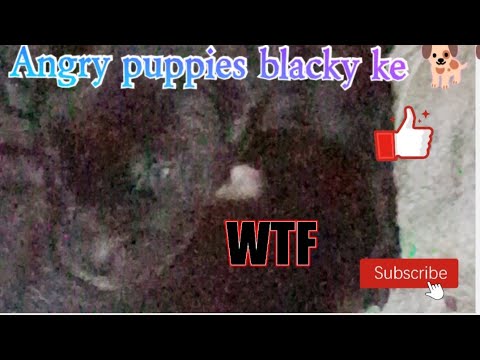 Blacky puppies ki eyes open ho gyi guys 🐶🐶😘#shorts #trending #viral #laughing #trendingshorts #pets