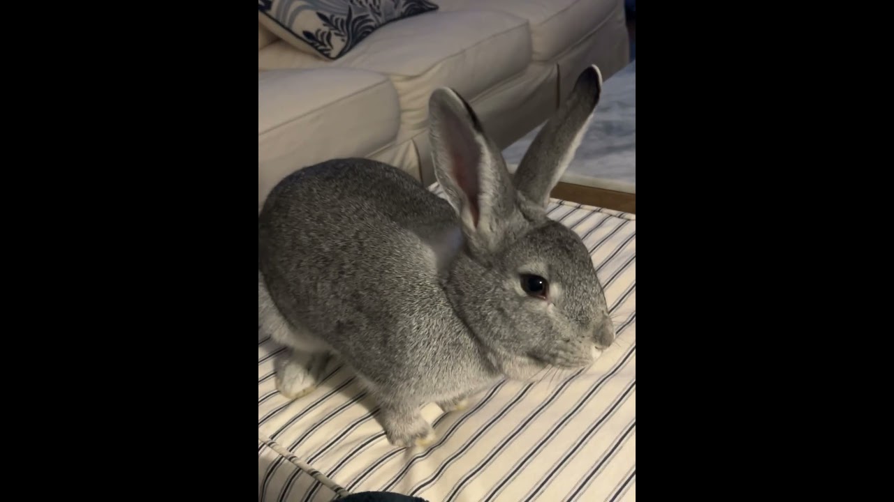 Walter and Ruth - exceptionally sweet bonded pair, a Adoptable New Zealand in Charlotte, NC video 4/6