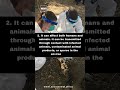 Health Matters Watch 5 Quick Facts About Anthrax Comment And Share NewsCentralTV AfricaFirst