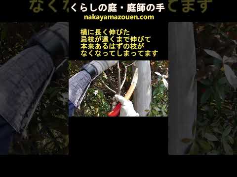 美しいフォティニアのメンテナンス水やり肥料の作り方