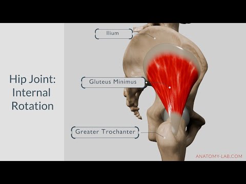 Understanding Hip Internal Rotation: Anatomy, Muscles, and Movement Explained