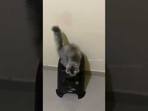 Jillu attrocities 🫶🏻  #vishnukarthika #subscribe