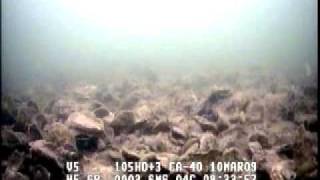 preview picture of video 'Great Wicomico Oyster Reefs'