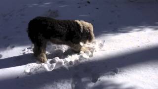 preview picture of video 'Old English Sheepdog Playing in the Snow'