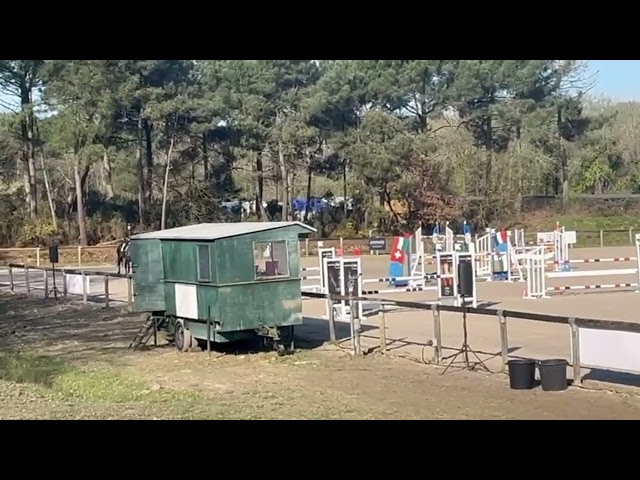 Yegua Silla Franc&eacute;s En venta 2017 Negro por Toto Jr