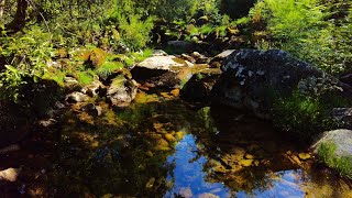 Relax - Crystal Clear Lagoon in the Middle of the Calm Forest with Nature Sounds 🍃