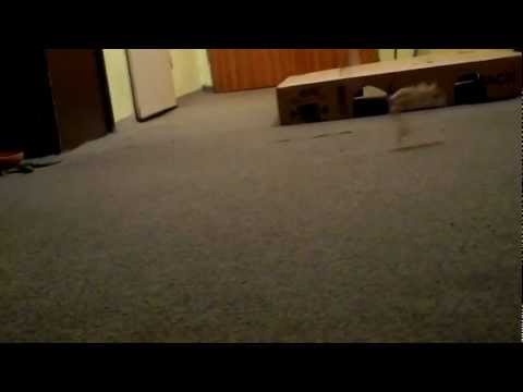 Tarbík Darwin - rozběhávka