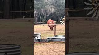 Elise never learns the lesson #farming #farmlife #cow #shorts