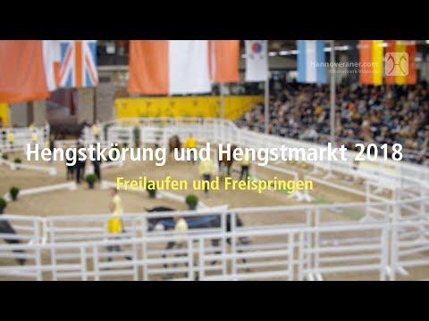 Hannoveraner Hengstkörung 2018 - Freilaufen und Freispringen