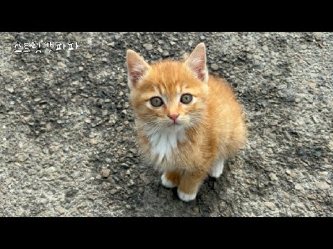 창고에서 발견한 아기 고양이가 계속 따라온다. (ep 1. 가을이)