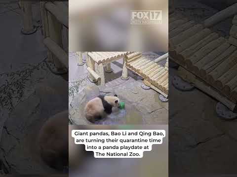 Panda playdate at The National Zoo!
