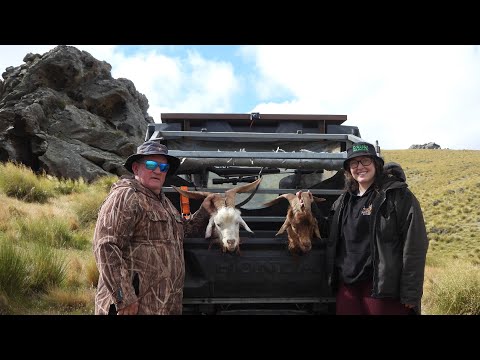 Culling Goats & Stags