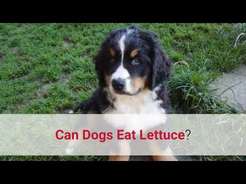YouTube video about: Can dogs eat caesar salad?