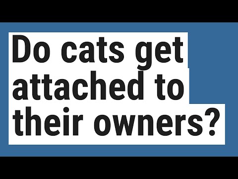 Do cats get attached to their owners?