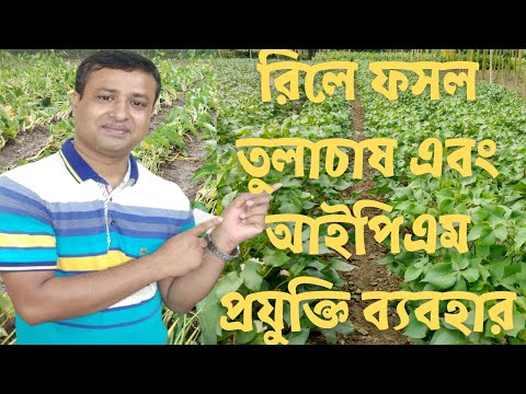 রিলে ফসল তুলাচাষ এবং আইপিএম পদ্ধতি