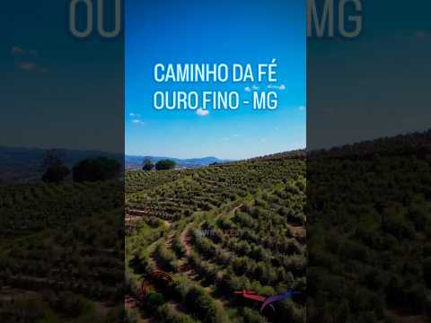 Ouro Fino