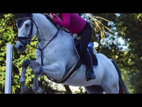 *EQ/SCOPE JUMPER*IRANGO, 2013, gelding, Durango VDL (Mr. blue - Zirroco Blue)