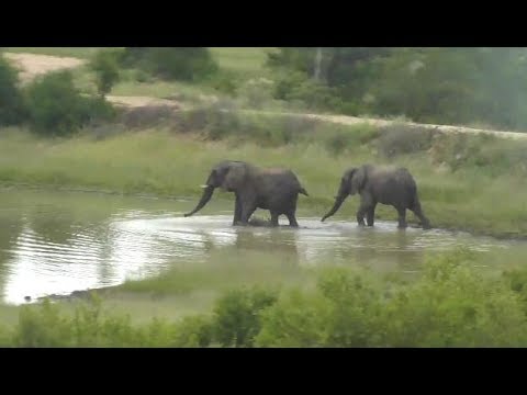 Djuma: Two Elephant bulls come to dam for morning drink and play - 07:10 - 02/04/19