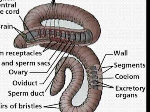 Annelid Movie