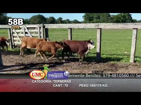 Lote 70 Terneras en Col. Elisa, Chaco