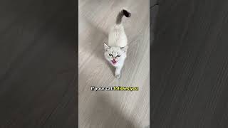 Here’s Why Cats Follow You Around!! 😻✨