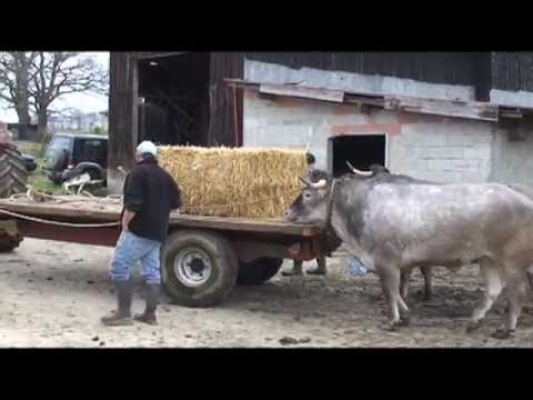 Elevage du boeuf gras bazadais