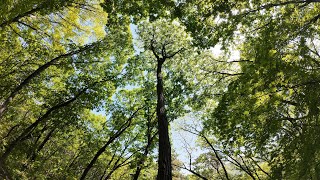 Spring Forest Walk (May 4th 2025)