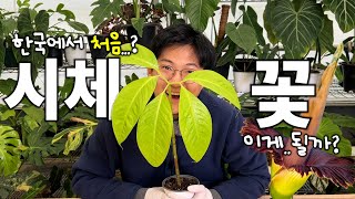 한국에서 시체꽃 개화