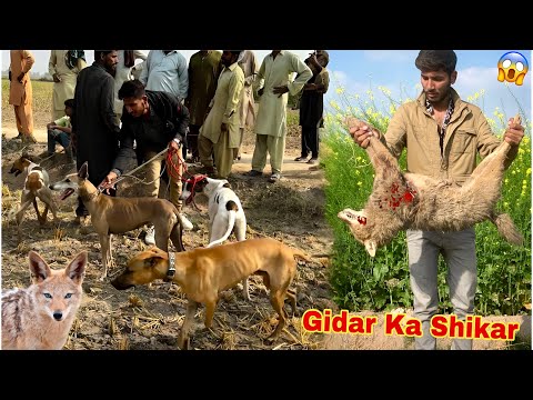 Today I hunted a new lizard