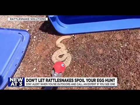 What you should know about rattlesnakes in Arizona