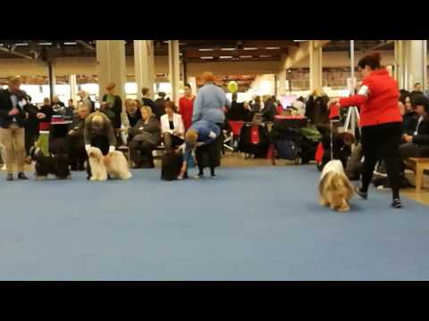 Voittaja 2016 (Tiibetinterrierien valionartut)