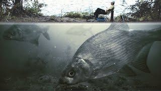 Как использовать меласса для рыбалки