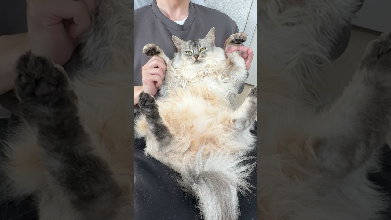 猫おじと娘たちの日常 #shorts  #猫のいる暮らし