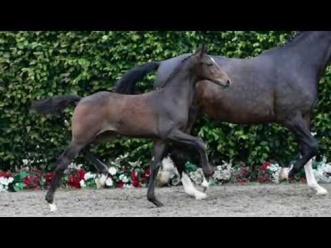 13 Barolo Hengst v. Balous Bellini - Cornet Obolensky