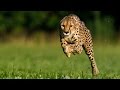 Amazing Cheetah Run In San Diego Safari Park 60 M H