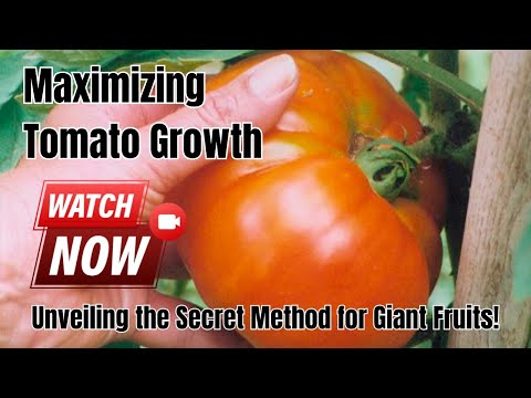 , title : 'Maximizing Tomato Growth: Unveiling the Secret Method for Giant Fruits!'