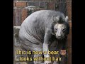 How bear's 🐻 look without hair.ll #bear ll #facts ll #kfacts