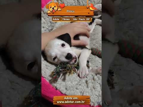 Vídeo de Pitica