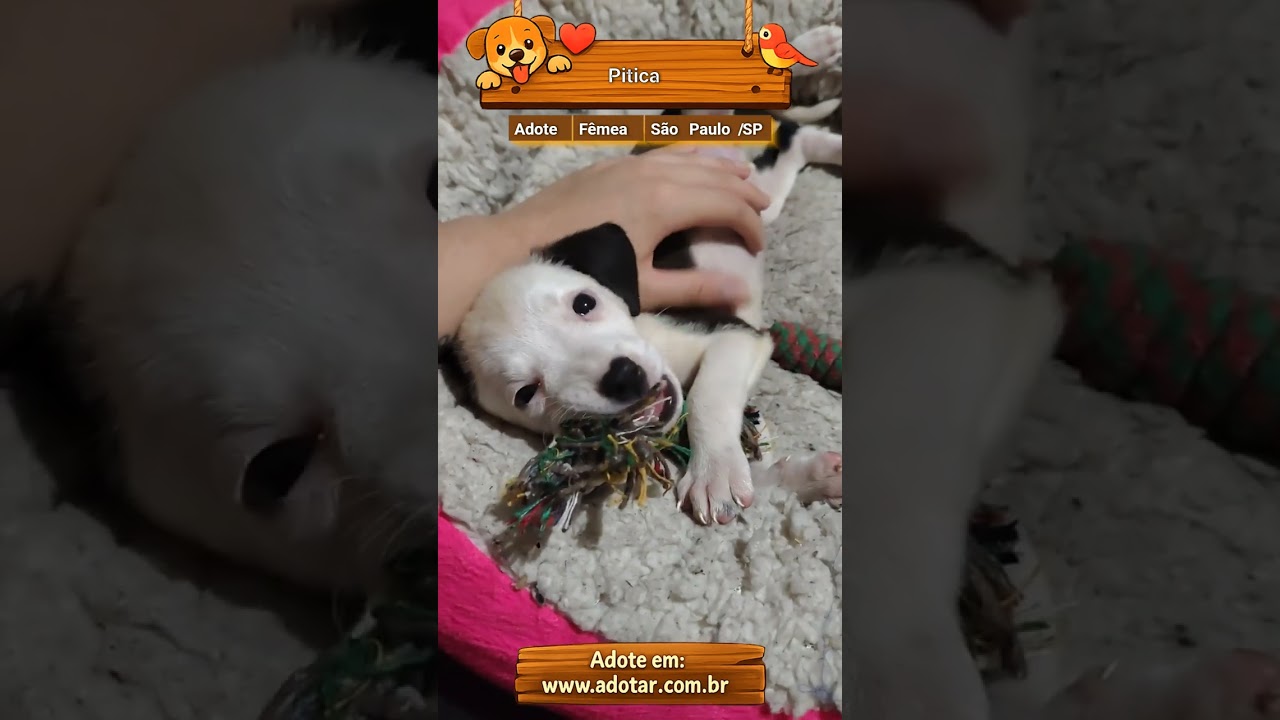 Cachorro raça SRD-ViraLata idade 2 a 6 meses nome Pitica