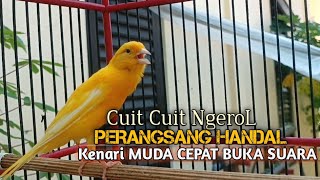 Download lagu kenari gacor panjang Cuit Cuit EMOSI, Pancingan Kenari Paud Belajar Bunyi, terapi AMPUH Kenari MACET mp3